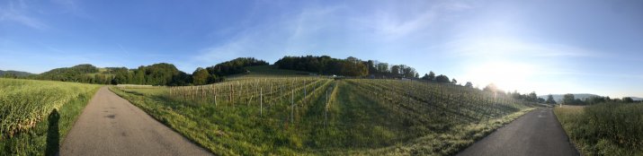 Les vignes de Nadine Saxer à Neftenbach (Winterthur - ZH)